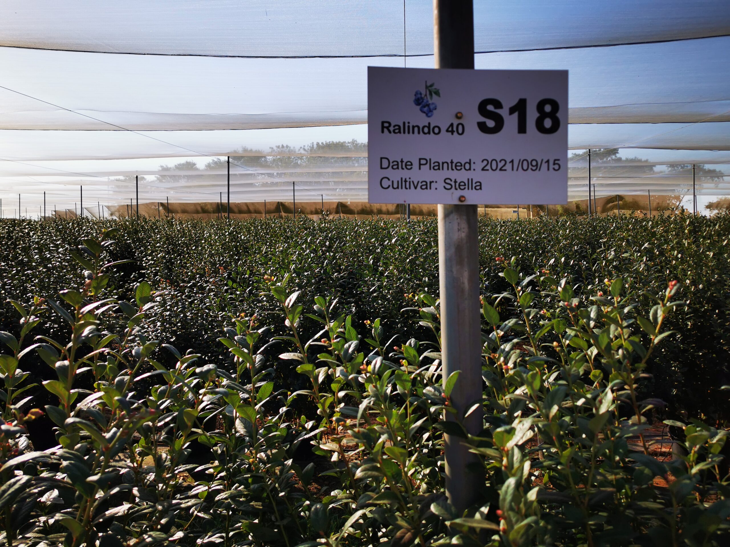 blueberry farm shade net variety